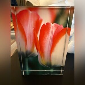 Original Photography Red and White Tulip Art Print in Acrylic Block